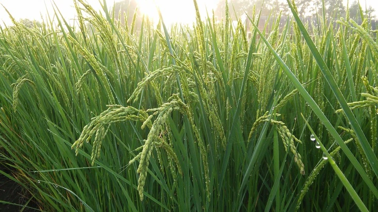 2511ED3D579831732704C9