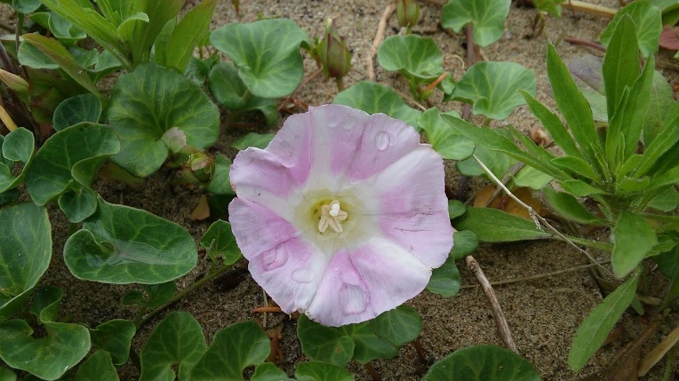 2660E33B591385A9042819