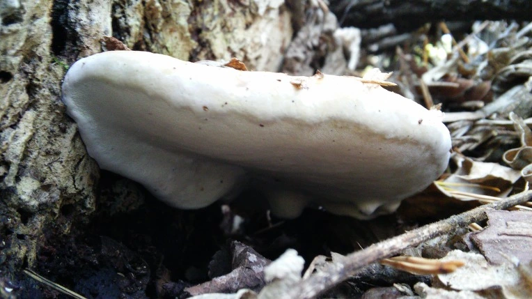 2566A539561F583B31961A