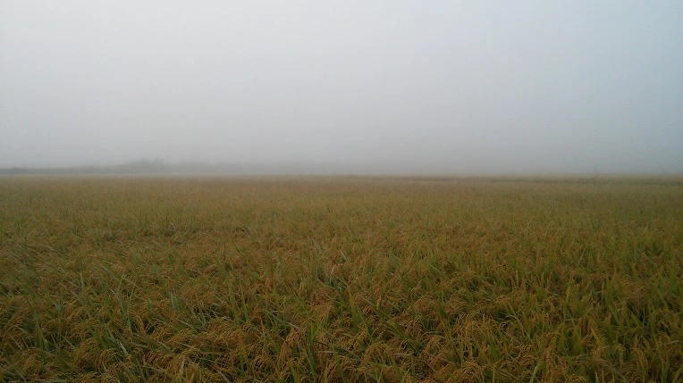 2733323857E4681E318EEB