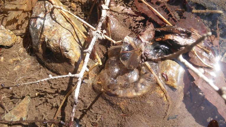 2652583B56E4ECFB3198E5