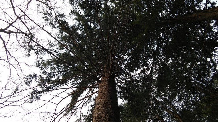 251F4D4256EDE5310BF88A