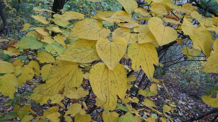 275F384556281DFA2B034A