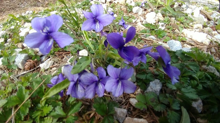 99F5FB3B5AD54AD60B4950