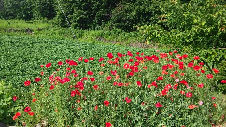 24734E38574A22CF163E3F