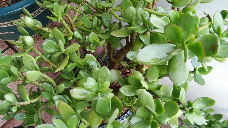 2311F1495771F41D047B4F