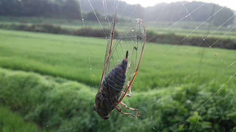 27258E4857982C65049D46