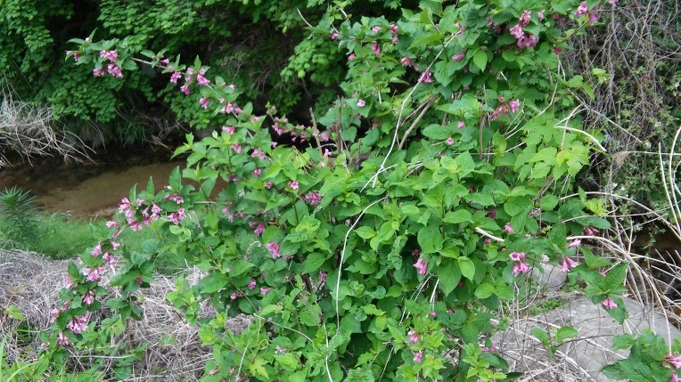 274FF04759155DC821F858