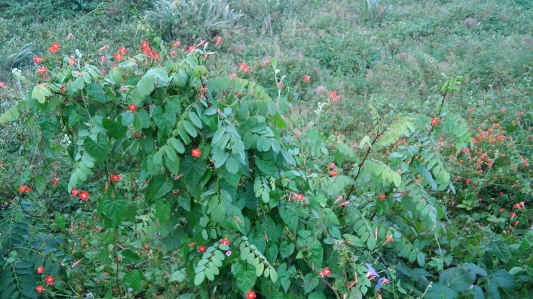 252D684A57E701D71D3C6D