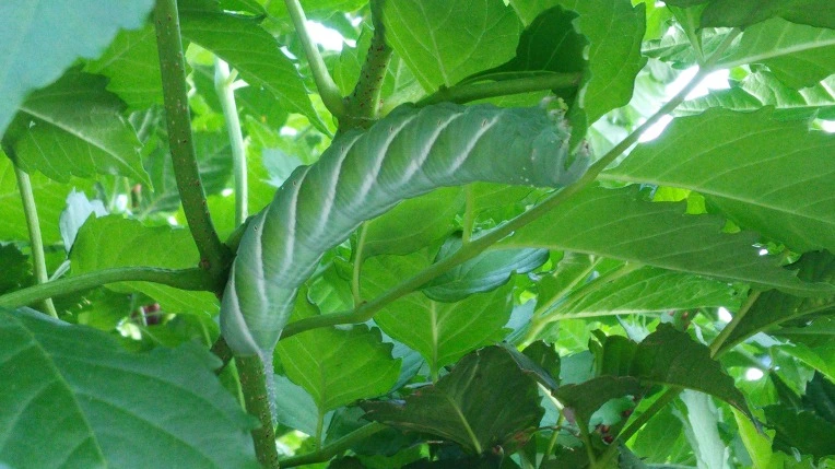 245EE43C57BFDE9829CB95