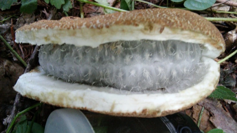 2603623855F8EF351CB3CC