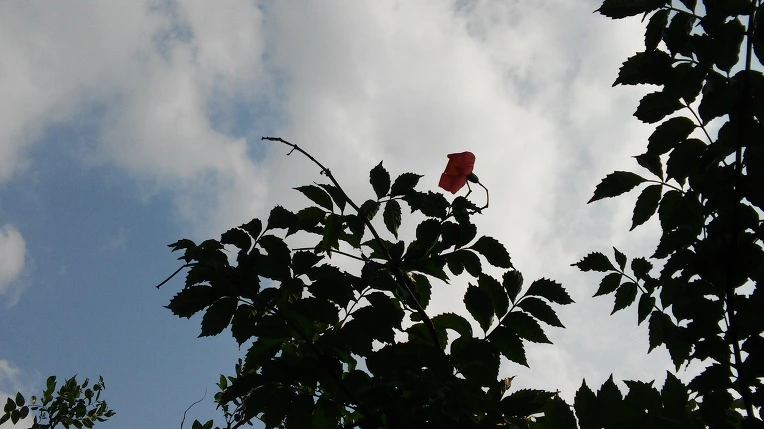 220D7E3357E3A349153C91