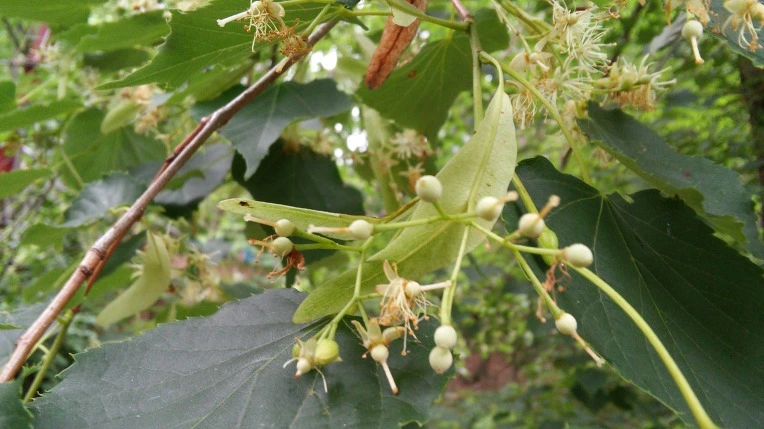 245E5A4259596C1A246265