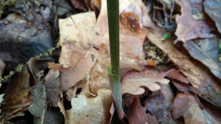 2438CE49572929C51FF375