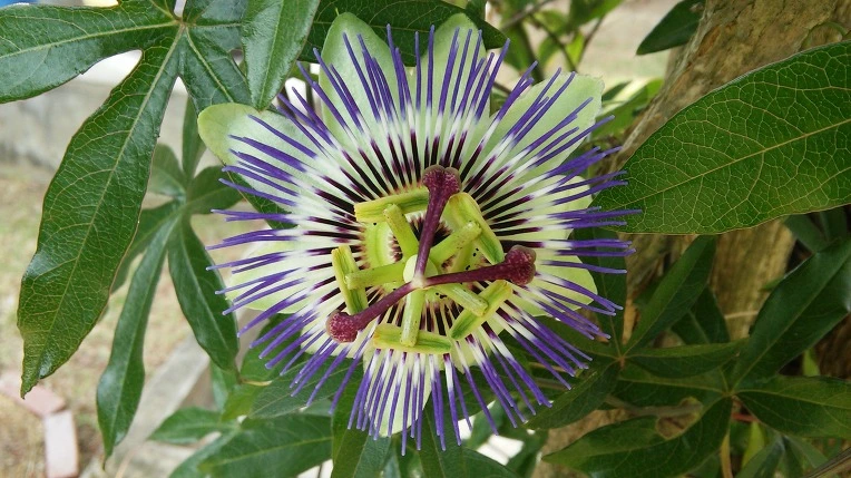 2655D646574D37BF08D436