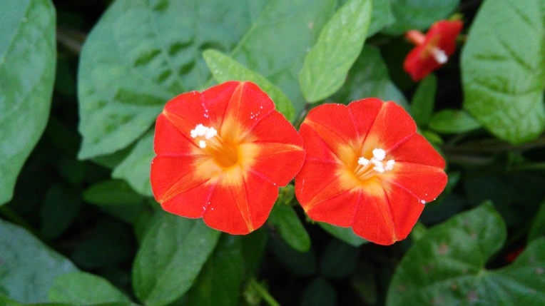 2123CC4C57D5E2432E36EF