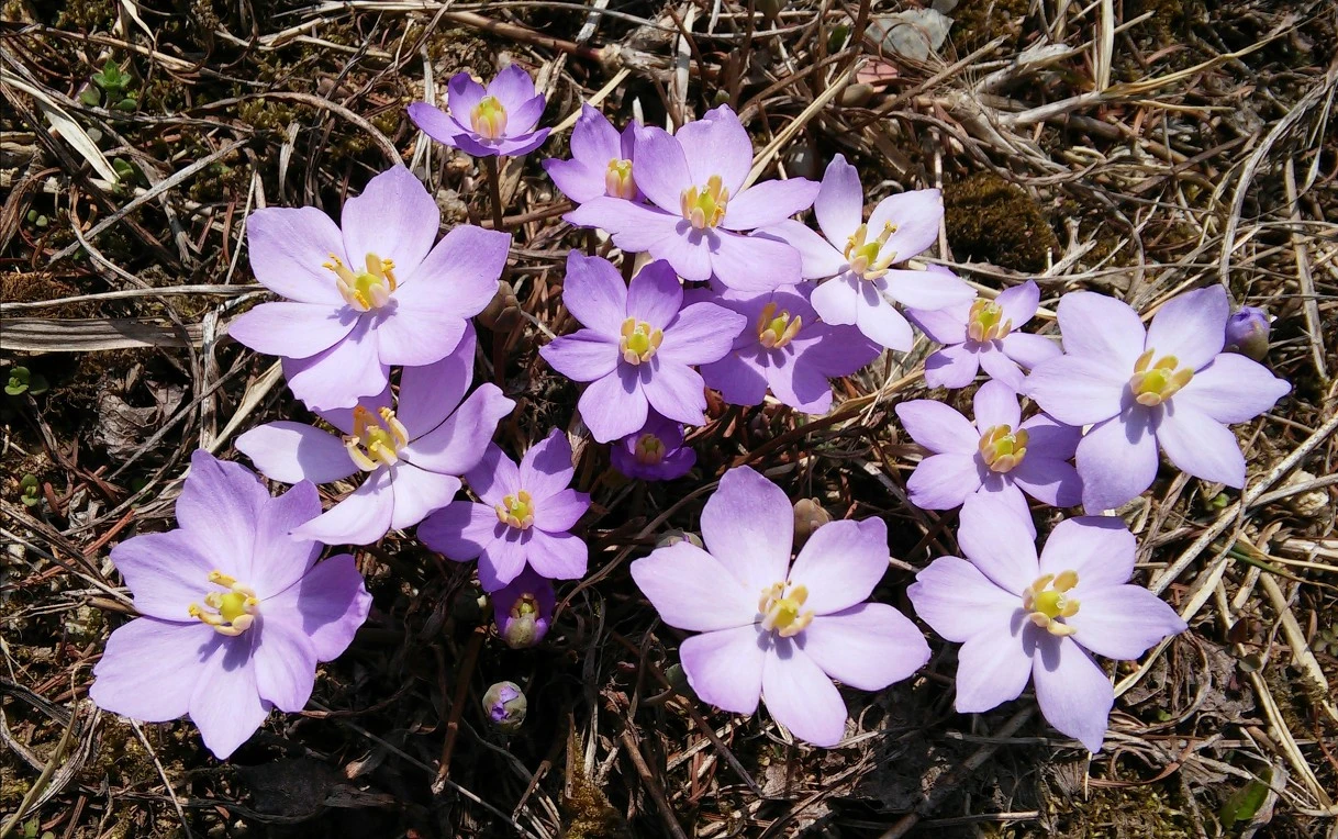 243FD135564E7CE017EC63