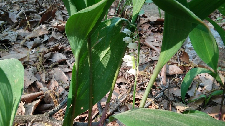 221A534C572697780F4E3A