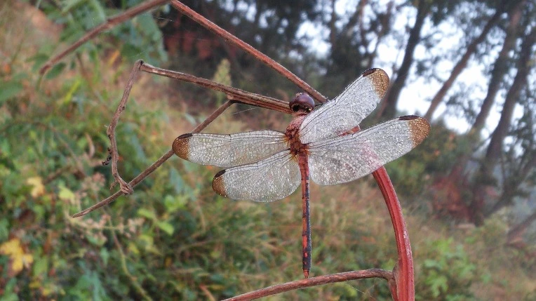 2746EB3557E46836307FDB