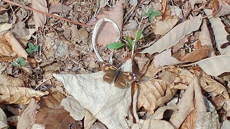 999B64375ABD6644148887