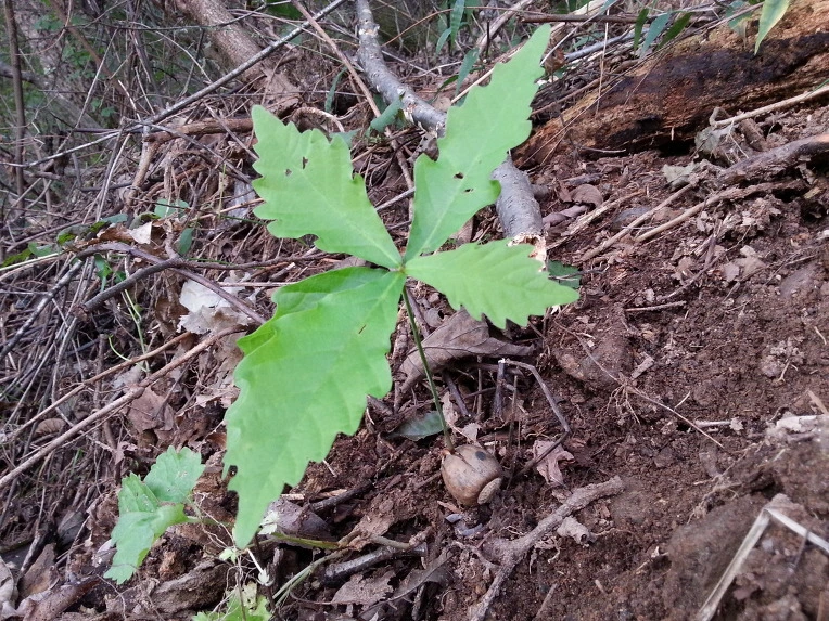 99CD74345D7495C51CD026