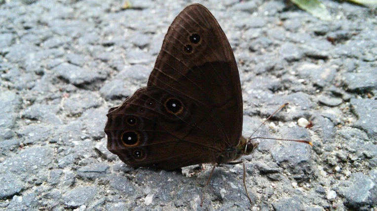 217B3E3655F283D131FA05