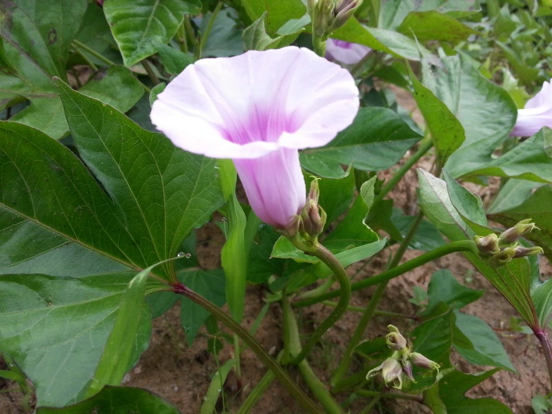 24359341541A946A086AB6