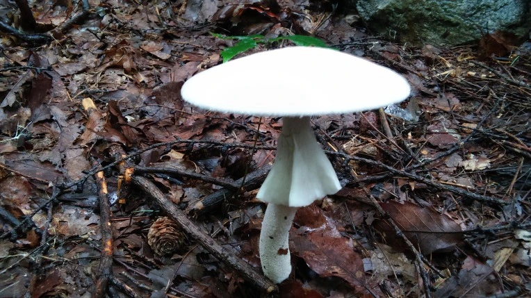 995BB83359961BA526F35C