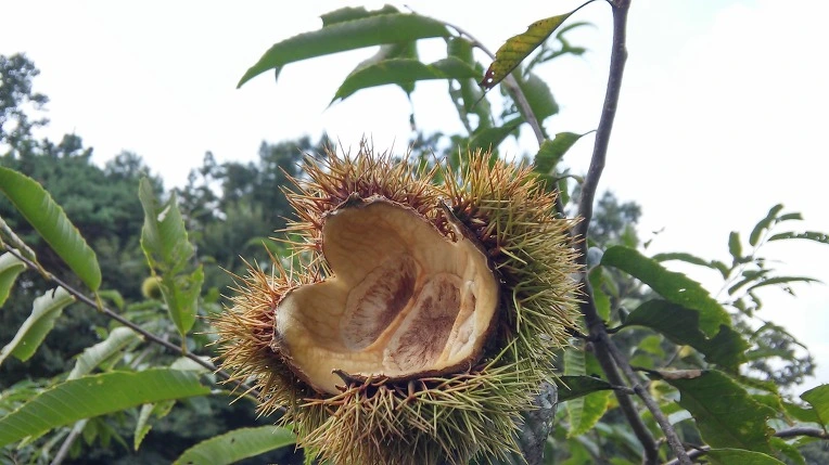 2549B13557D665B91F053D