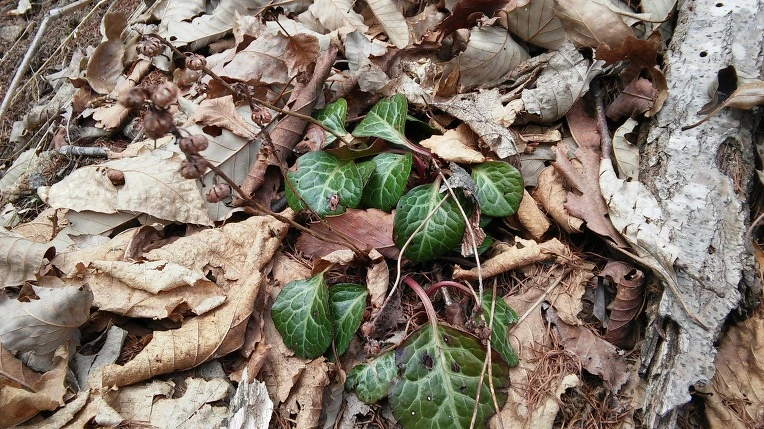 266AA23756F3919B2D2106