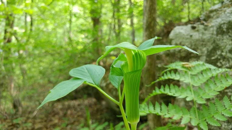 991580365CDF86AC013D0B