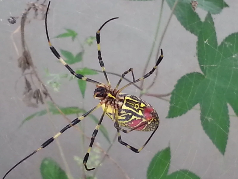 24312041541A946B0E66B0