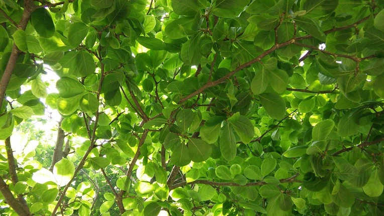 227A2A355747BABA1C83DD