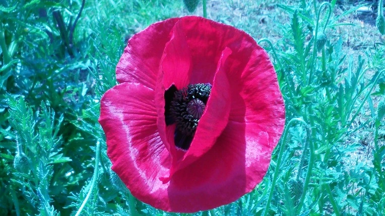 2455A936573A59FA088F11