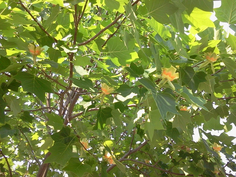 184750484FC19E130EE164