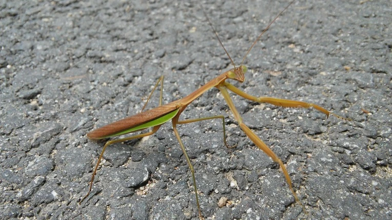 27312C4E56088F2131F9BB