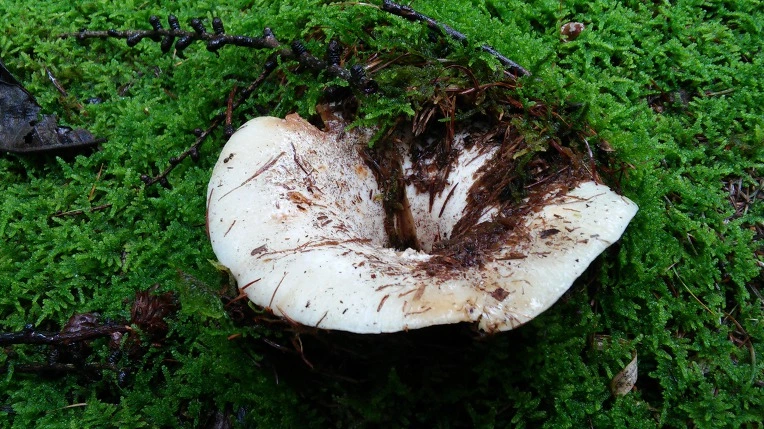 9981BD33598F7CAB0F8E59