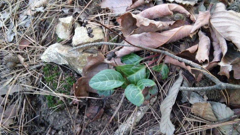 21065850562051770839BE