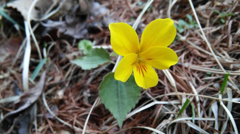 2742903358F801852C2C49