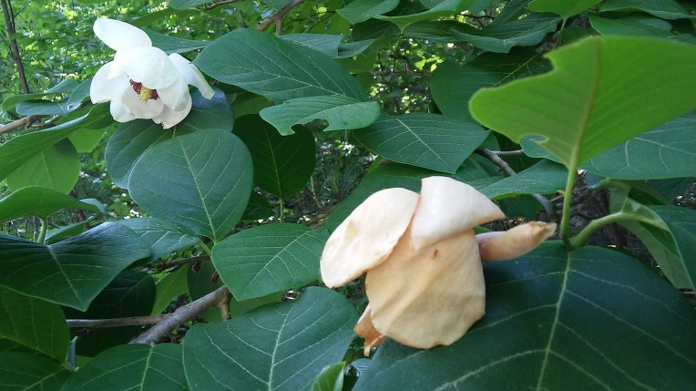 267B8E33592118E01443E7