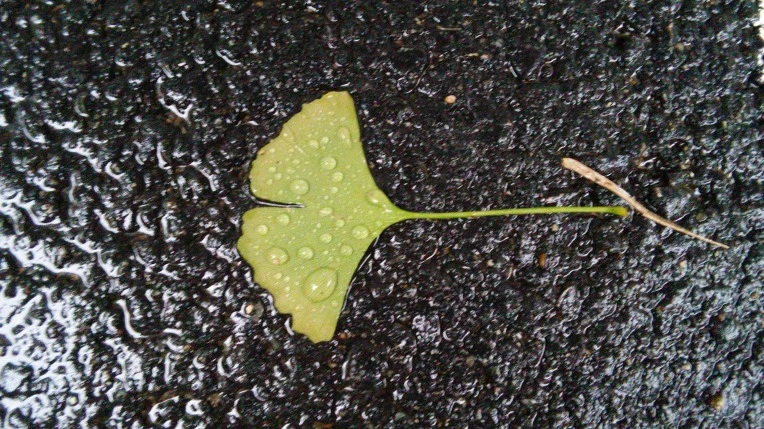 2318A13B560D7F2F1441E6