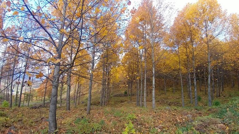 999632355BD6AE68322DD9