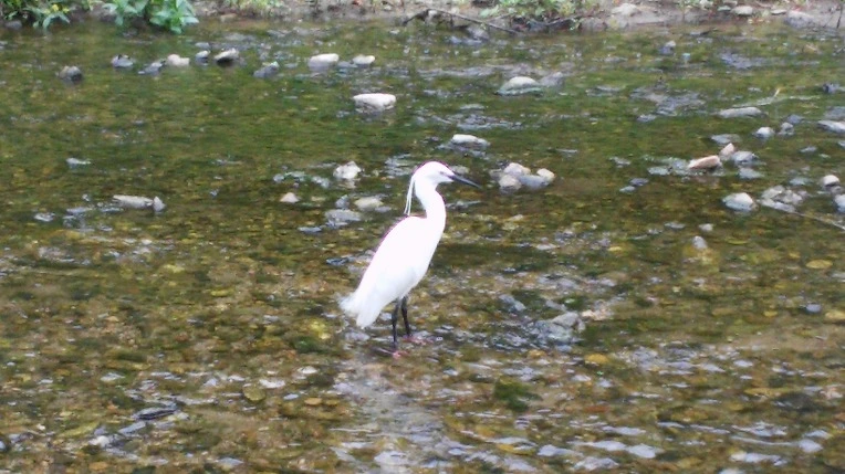 24334048572561BA3A2C5E