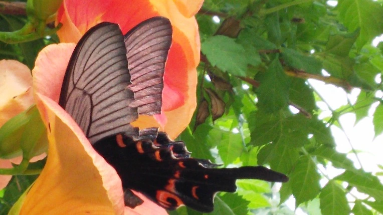 2329644F57BA77D83503F1