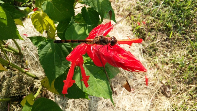 9950203359A7DCDF0DA609