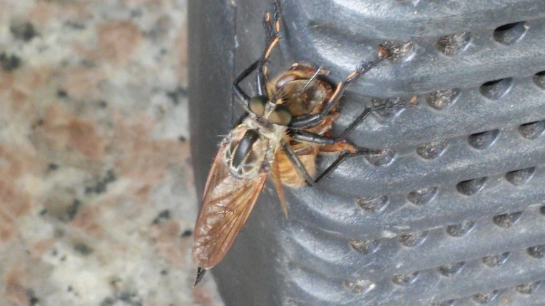 275F2847576F811F25456E