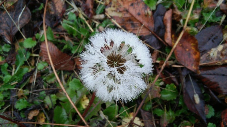 23222E50564999D026EEF4