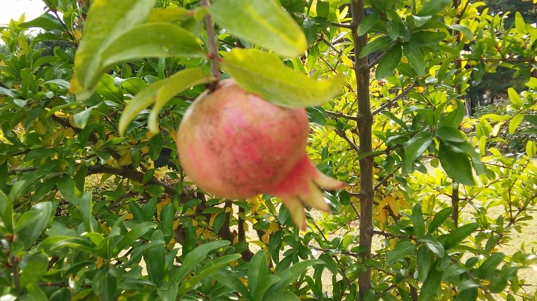 2564D133562A9F26324509