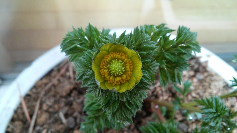 240A9E3656A563A925A54C