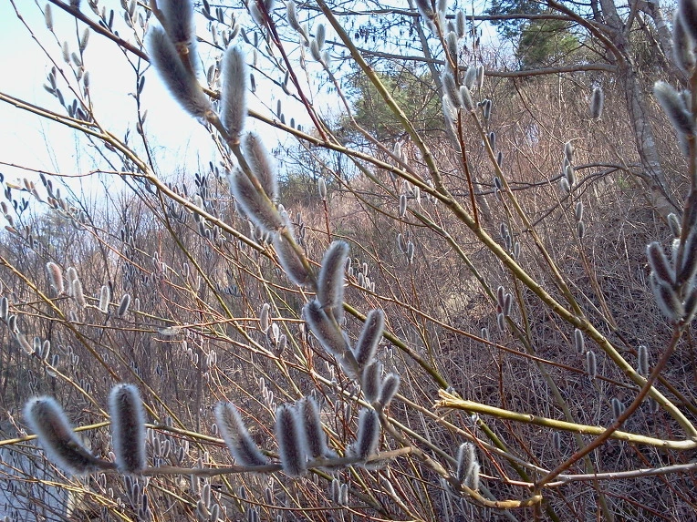 2601564351578565271BEC